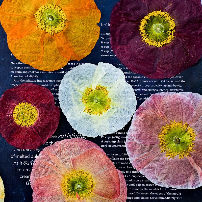Art Craft Website - 1pcs,Nature Field Poppy Pressed Dry Flowers