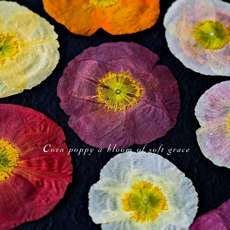 1pcs,Nature Field Poppy Presse - Art Craft Website recensione e prezzo