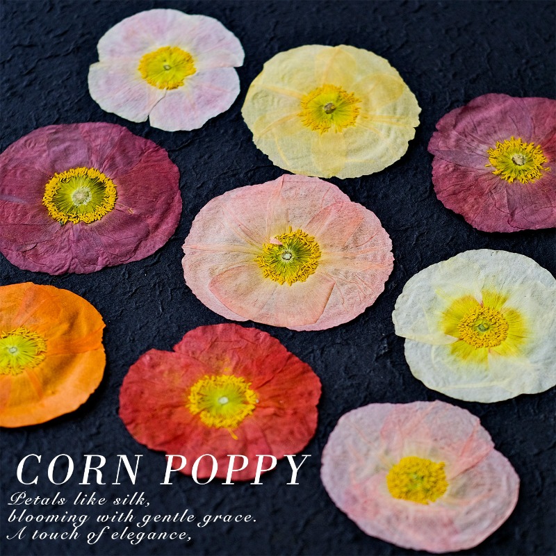 1pcs,Nature Field Poppy Presse - Art Craft Website recensione e prezzo