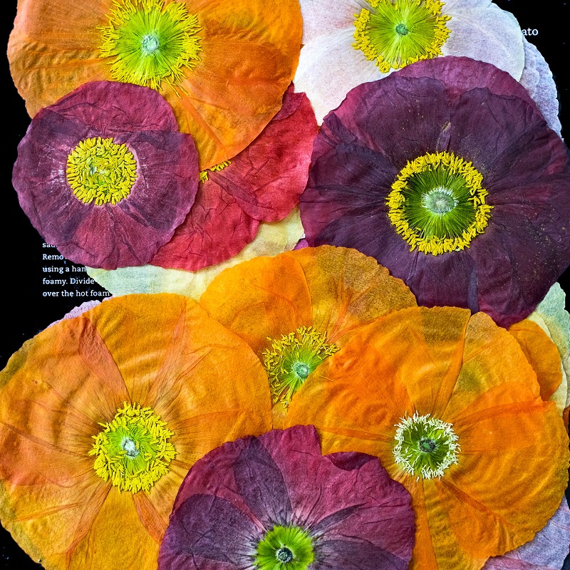 1pcs,Nature Field Poppy Presse - Art Craft Website recensione e prezzo
