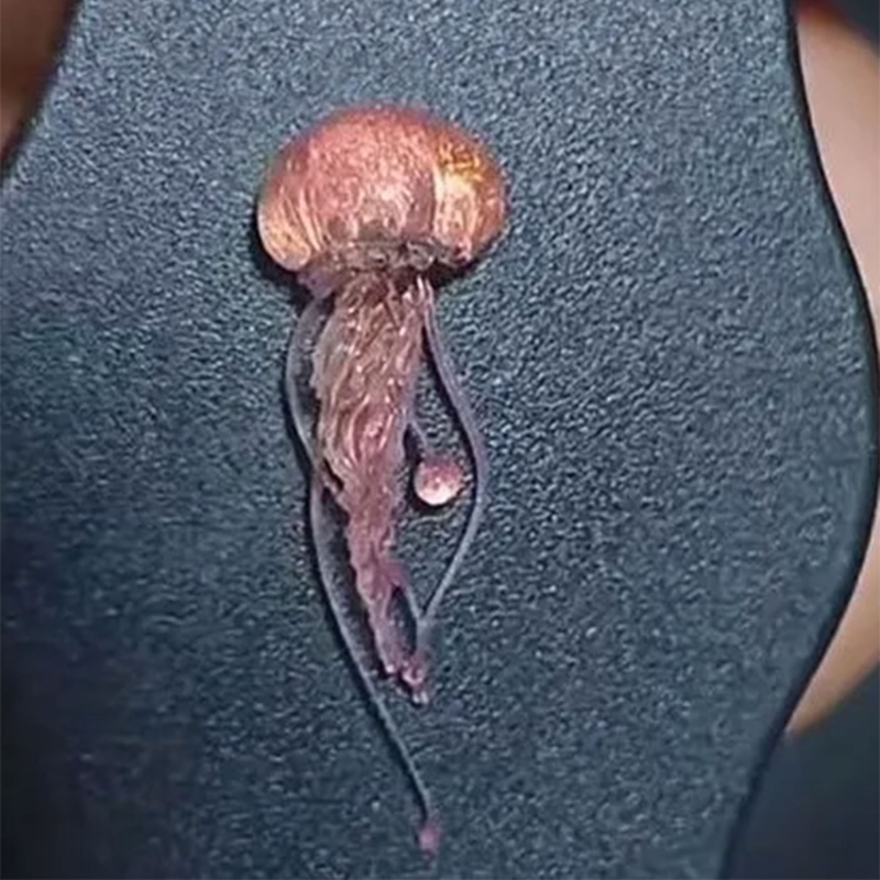 M2EA Soft Silicone Jellyfish M - Art Craft Jellyfish recensione e prezzo